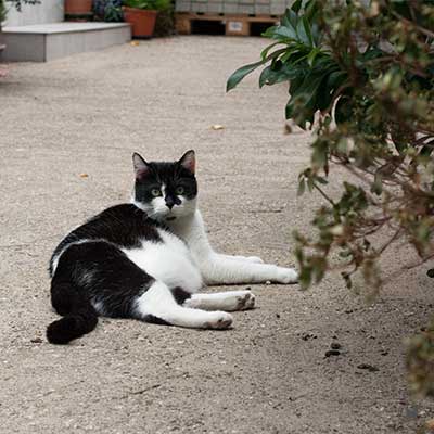 Freigänger-Katze liegt auf Boden