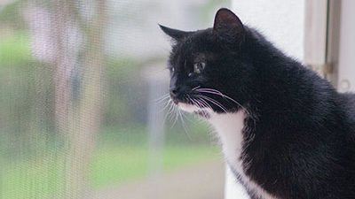 Katze am abgesicherten Fenster