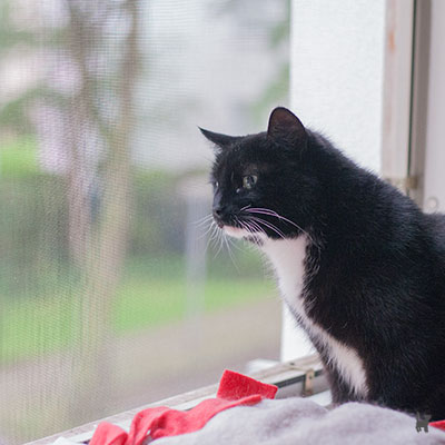 Katze am abgesicherten Fenster