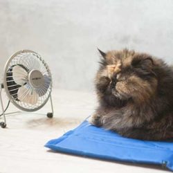 Katze auf Kühlmatte mit Ventilator