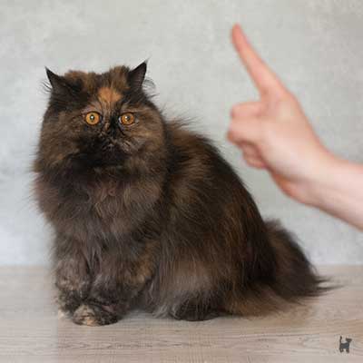 Katze schaut auf erhobenen Zeigefinger