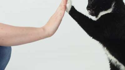 Katze gibt High-Five