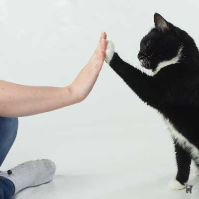 Katze gibt High-Five