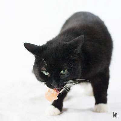 Katze mit Rohfleisch im Maul