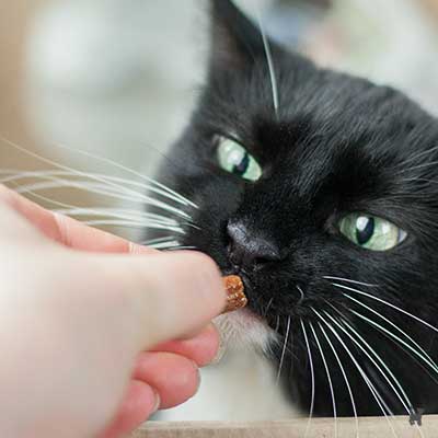 Katze riecht an Leckerchen