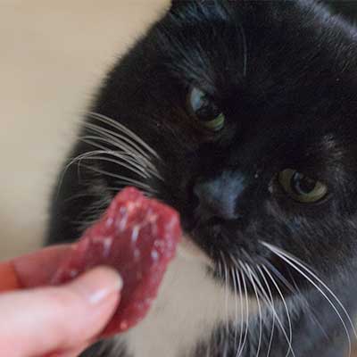 Katze riecht an Rohfleisch