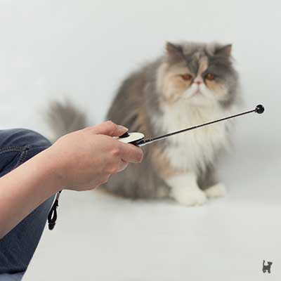 Katze schaut Targetstab an