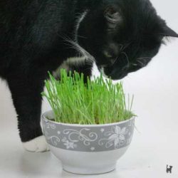 Katze riecht an Gras