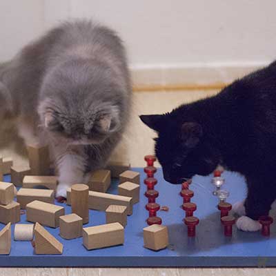 Katzen spielen am Fummelbrett