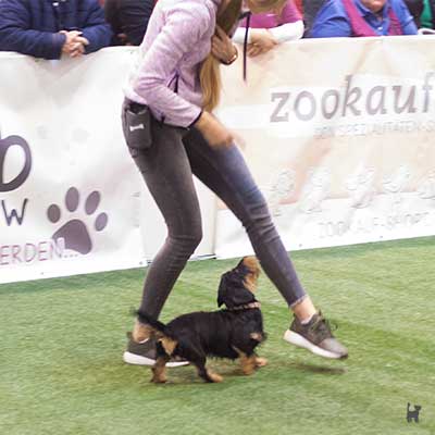 Sackel läuft um Beine der Halterin - "Das Dogtalent"