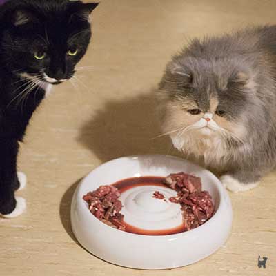 Katzen fressen aus Futternapf