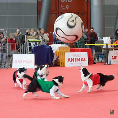 Hunde mit Trikots spielen Fußball