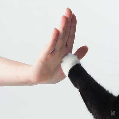 Katze gibt High-Five