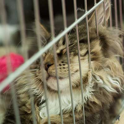 Katze döst in Ausstellungskäfig