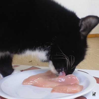 Katze frisst rohes Fleisch