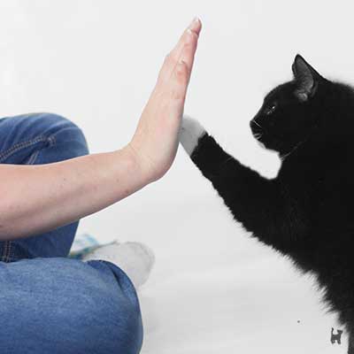 Katze gibt High-Five