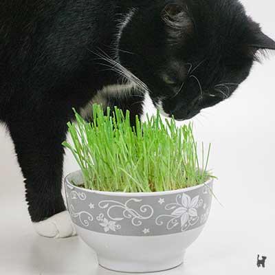 Katze riecht an Katzengras