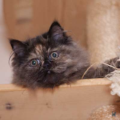 Kitten auf Kratzbaum