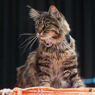 Main Coon Kater sitzt auf Ausstellungskäfig