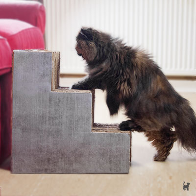 Katze steigt auf selbstgebaute Katzentreppe