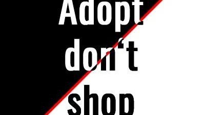 Slogan "Adopt don't shop"