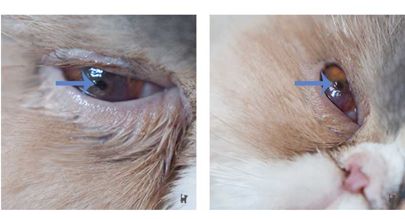 Hornhautsequester am Katzenauge - auch "Cornea Nigra" genannt