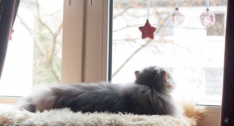 Katze schaut sich Fensterdeko genauer an