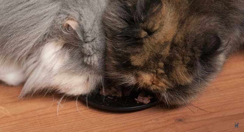 Zwei Katzen fressen das Futter vom Teller