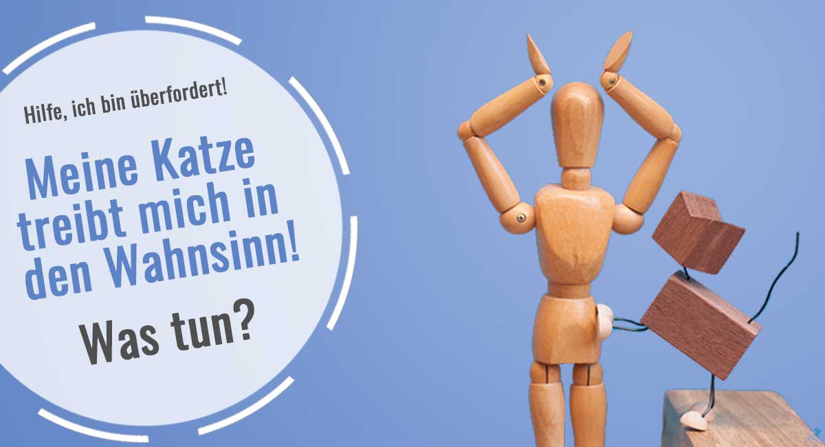 Suche factory Spielpartner/in für meinen jungen Kater !!!