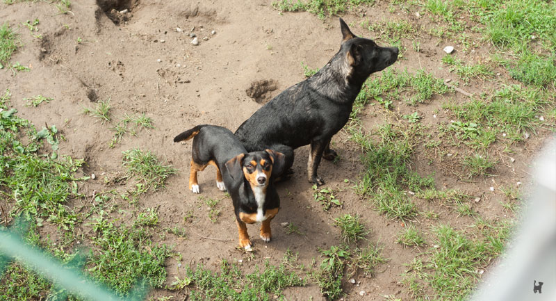 Hunde im Außengehege