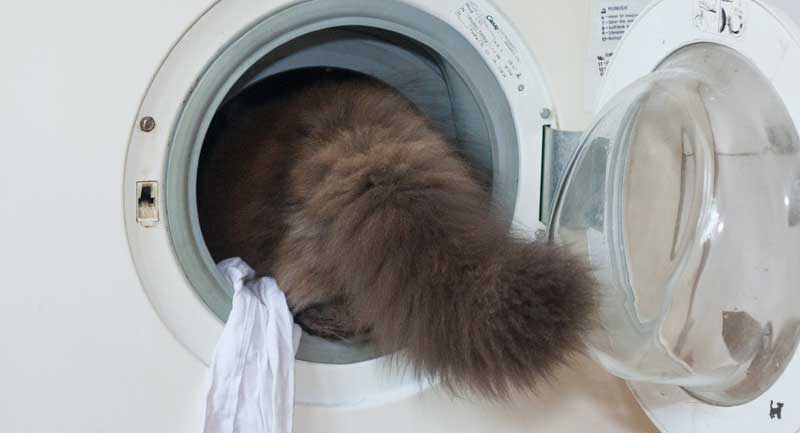 Katze klettert in Waschmaschine