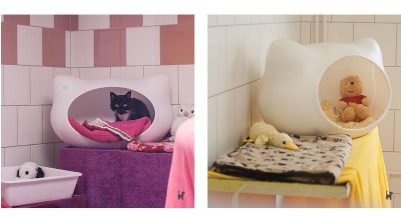 Katzenzimmer in pink und gelb