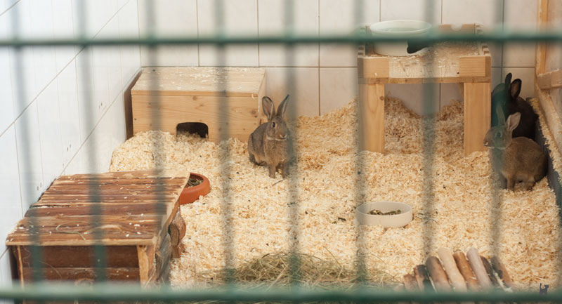 Kaninchen im Kleintiergehege