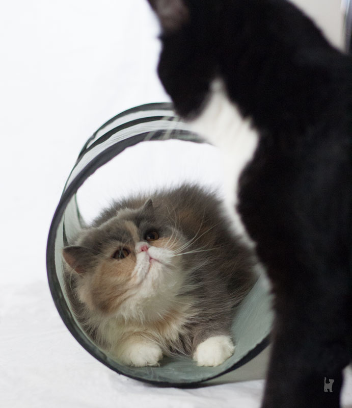 Katzen spielen am Rascheltunnel