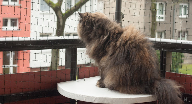 Katze sitzt auf abgesichertem Balkon