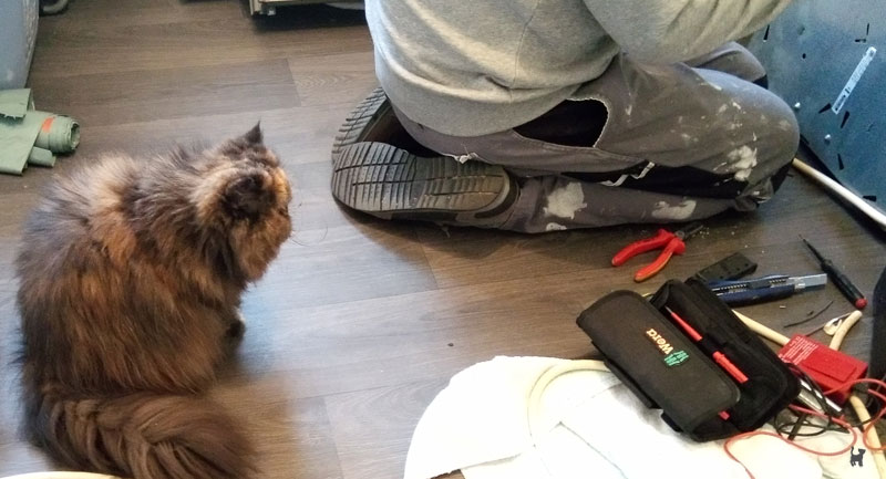 Katze beobachtet Handwerker