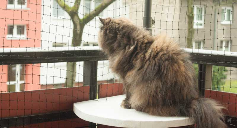 Katze sitzt auf Balkon