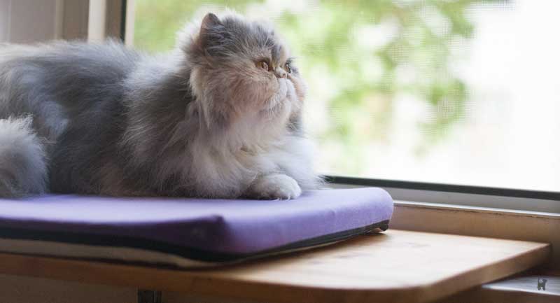 Katze auf Fensterliege