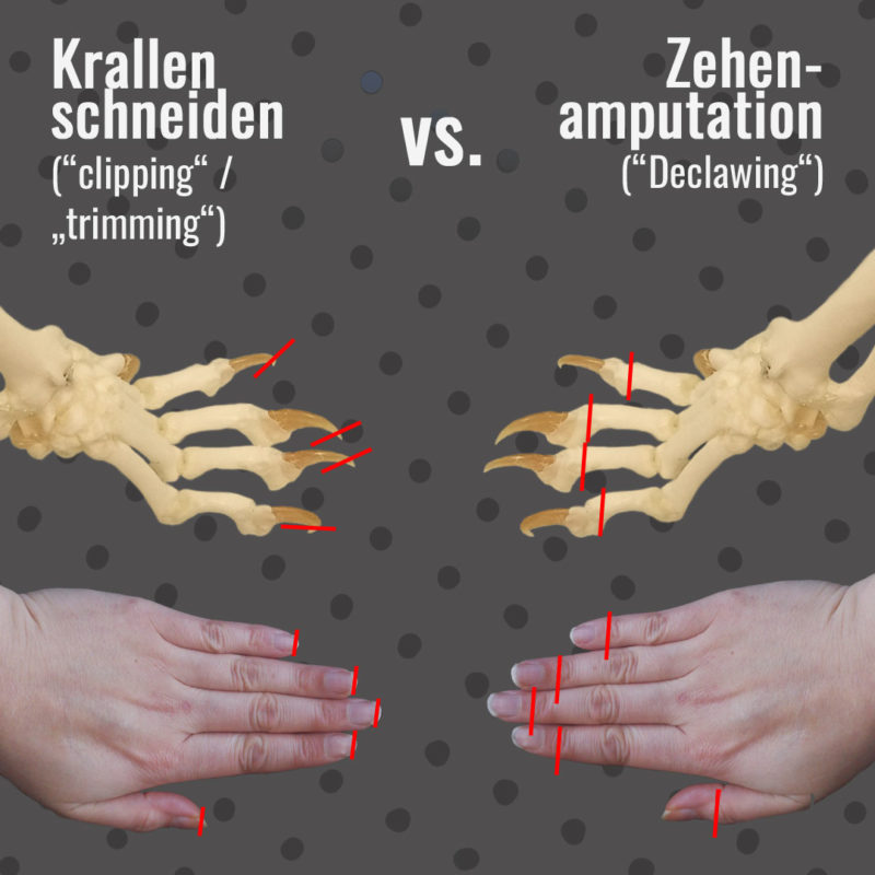 Die Grafik zeigt den Unterschied zwischen Krallenschneiden und Zehenamputation