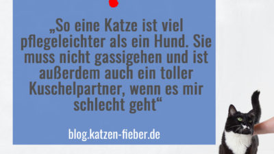 Die Katze ist nicht pflegeleichter als ein Hund - wird jedoch oft fälschlicherweise dafür gehalten