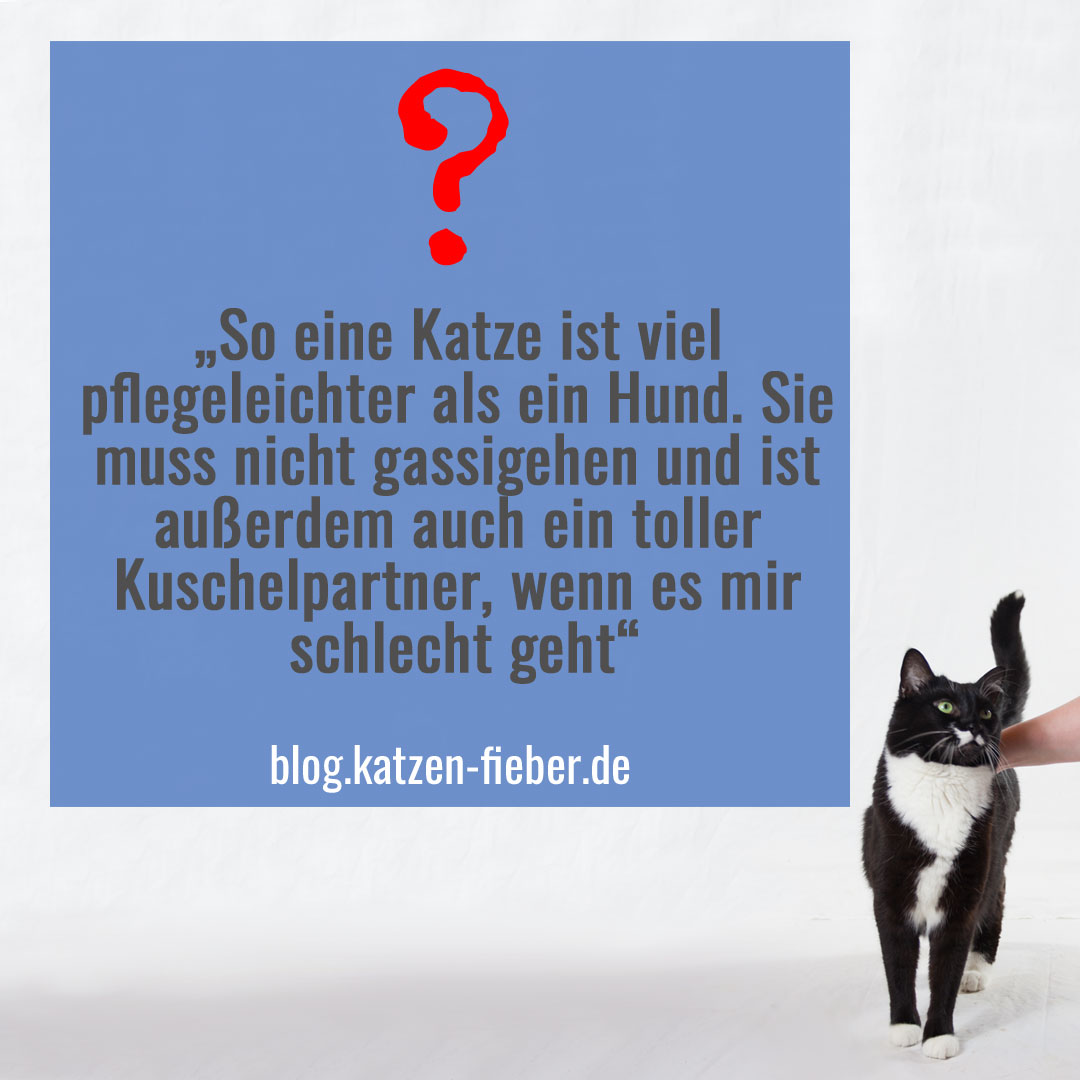 Die Katze ist nicht pflegeleichter als ein Hund - wird jedoch oft fälschlicherweise dafür gehalten