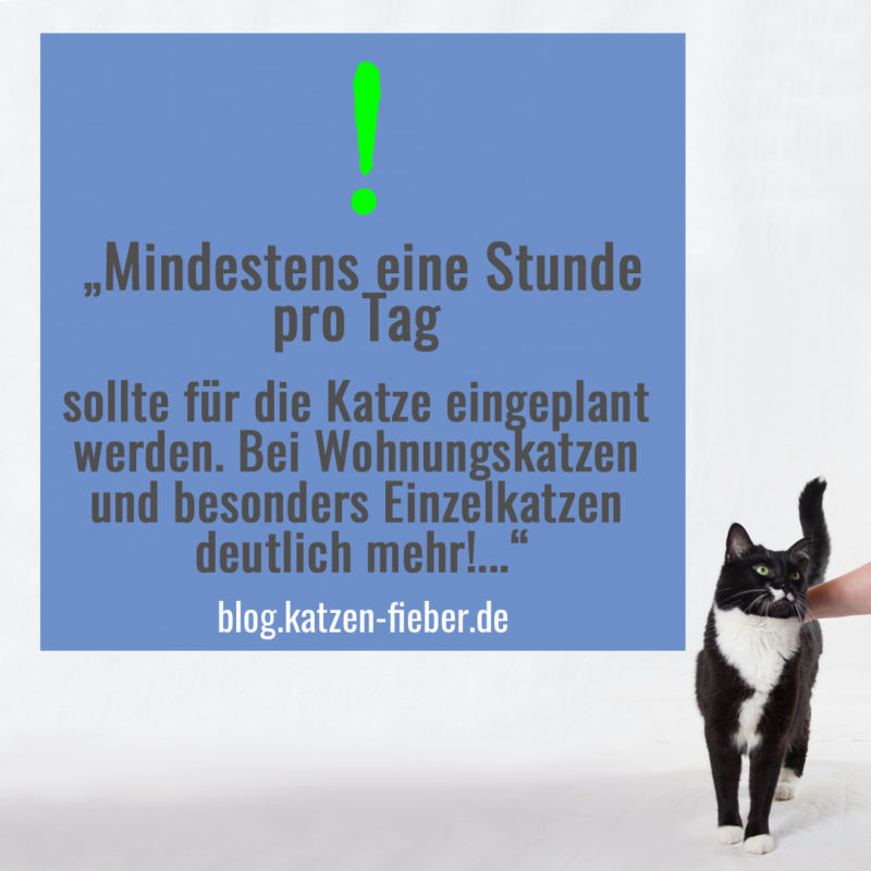 Mindestens eine Stunde pro Tag nur für die Katze Zeit nehmen