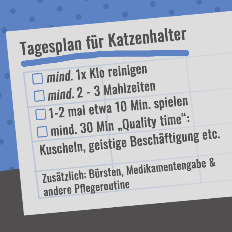 Tagesplan für Katzenhalter