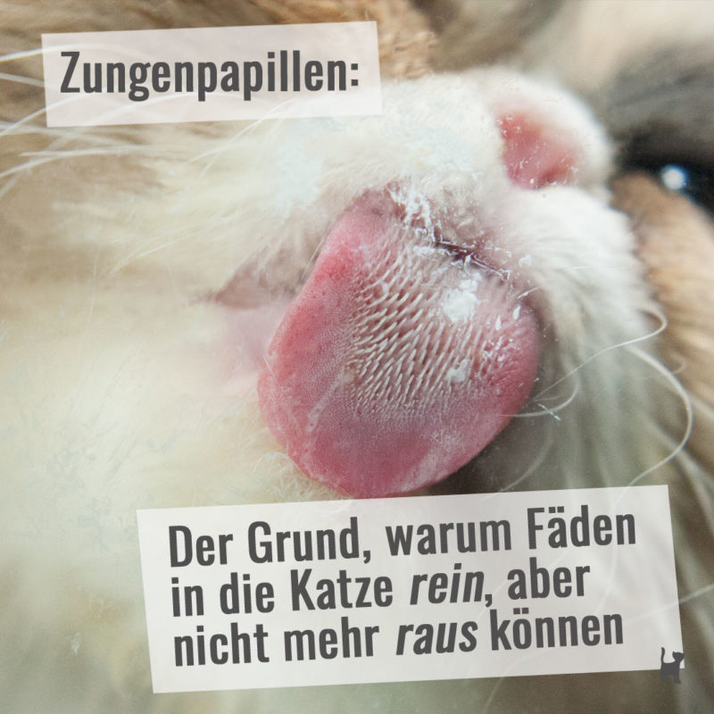 Katze leckt an Glasscheibe, man sieht ihre Zunge