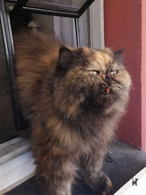 Katze in der Katzenklappe mit Leckerchen im Maul