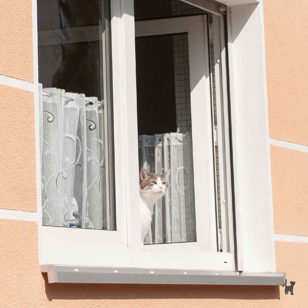 Katze sitzt am offenen, ungesicherten Fenster