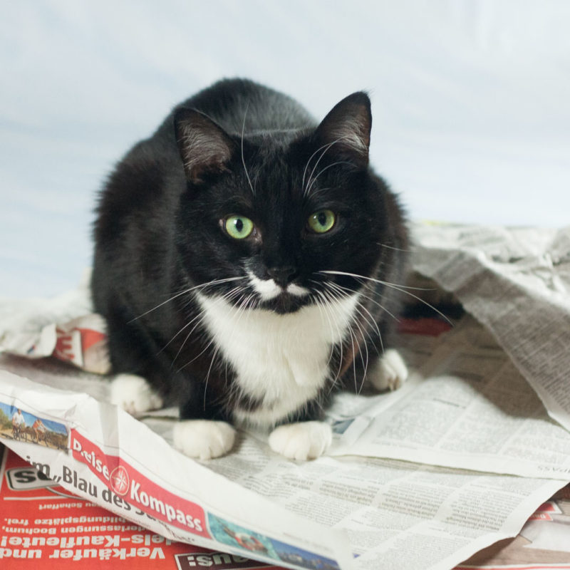 Katze sitzt auf Zeitungsstapel und schut in Kamera