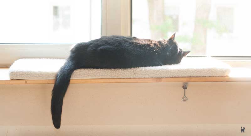 Kater Muffin liegt in der Sonne auf der Fensterliege