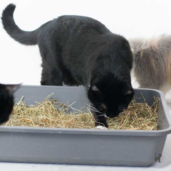 Katze steigt in Box mit Heu