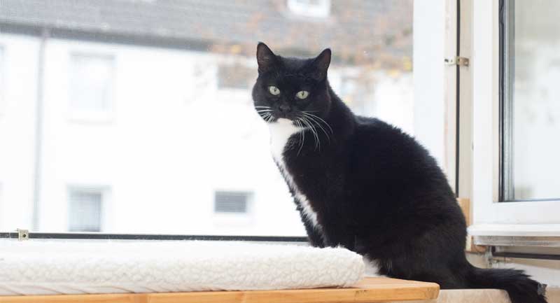 Katze sitzt am Fenster und schaut in die Kamera